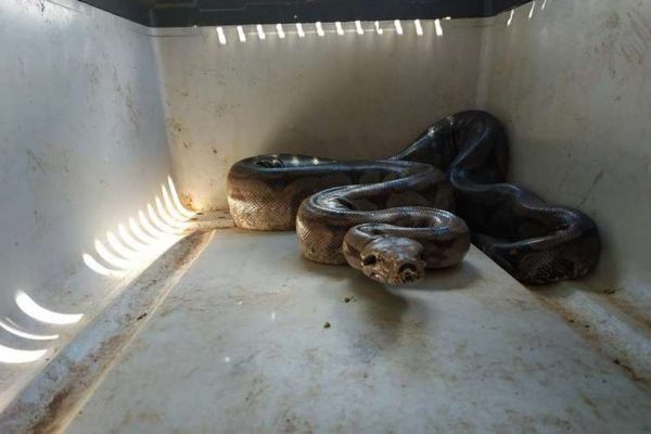 Jiboia de um metro e meio é resgatada em quintal de casa no Lago Sul