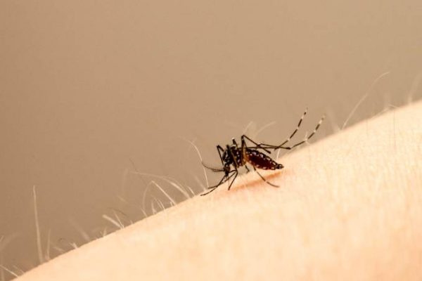 Dengue: número de casos quase triplica em São Paulo em apenas duas semanas