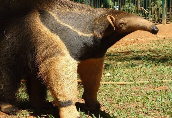 Tamanduá-bandeira é regatado em área residencial do Lago Sul