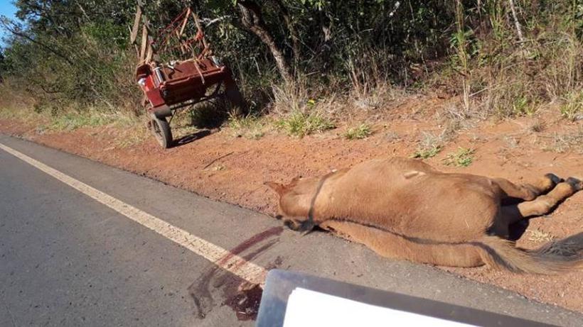 SLU encontrou 3.011 animais mortos em rodovias em todo o ano passado