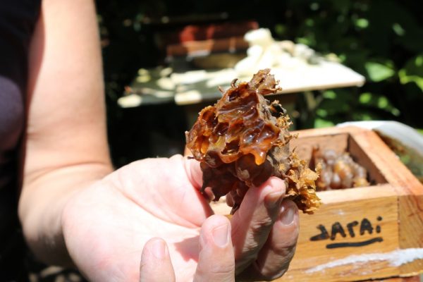 ‘Mel gourmet’ produzido por abelhas sem ferrão aumenta a renda de pequenos agricultores no DF