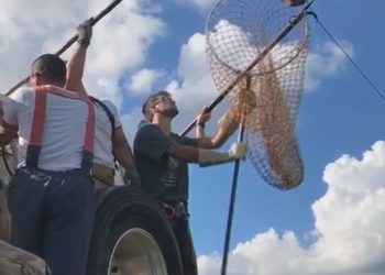 Bicho-preguiça é resgatado da fiação telefônica em Brasília