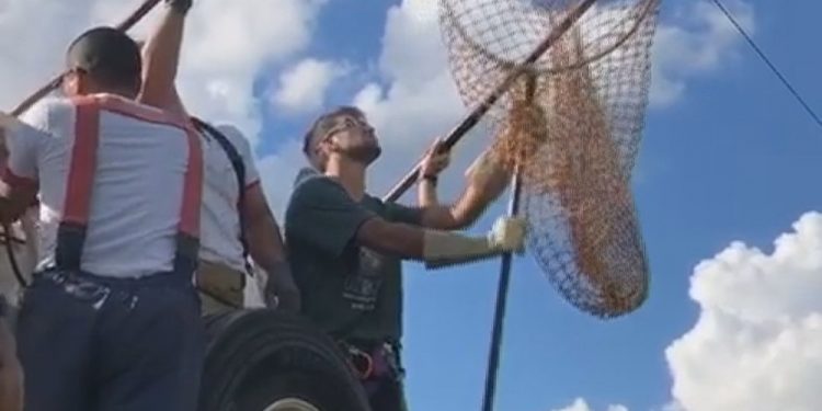 Bicho-preguiça é resgatado da fiação telefônica em Brasília
