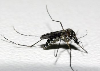 Casos de dengue crescem 339% no Brasil em 2019; quase mil cidades têm risco de surto