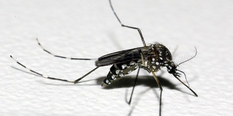 Casos de dengue crescem 339% no Brasil em 2019; quase mil cidades têm risco de surto