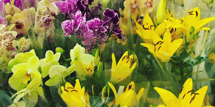 Flores de Holambra chegam a Brasília no feriado de 1º de maio