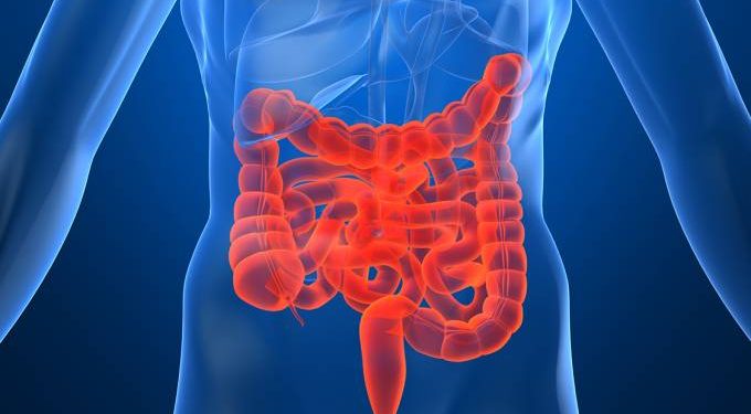 Estudo encontra relação de bactérias do intestino e o câncer colorretal