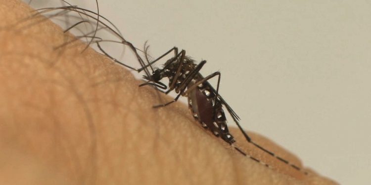 Dengue no DF: Saúde notificou quase 12,5 mil casos até abril