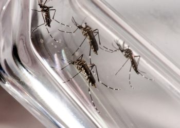 Subsecretária de Vigilância à Saúde é exonerada após viagem em meio à explosão de dengue no DF