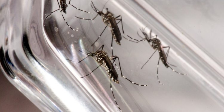 Subsecretária de Vigilância à Saúde é exonerada após viagem em meio à explosão de dengue no DF