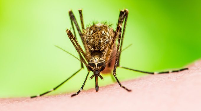 Mayaro, um vírus da Amazônia, pode estar circulando no Rio de Janeiro