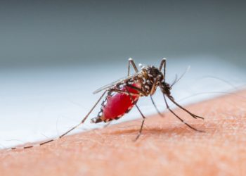 Mesmo com o fim do verão, dengue tem aumento de 339,9% em relação a 2018