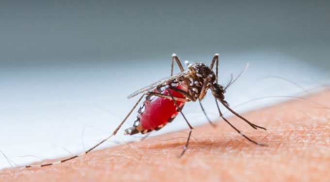 Mesmo com o fim do verão, dengue tem aumento de 339,9% em relação a 2018