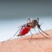 Mesmo com o fim do verão, dengue tem aumento de 339,9% em relação a 2018