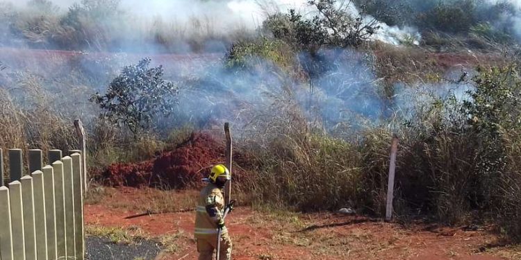 Bombeiros tentam controlar fogo em mata próxima à via Estrutural