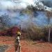 Bombeiros tentam controlar fogo em mata próxima à via Estrutural