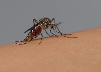 DF registra 31 mil casos de dengue; número de mortes sobe para 31