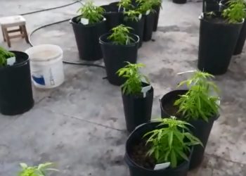Auditor do TCU que cultivava pés de maconha em cobertura de luxo é preso por tráfico de drogas no DF