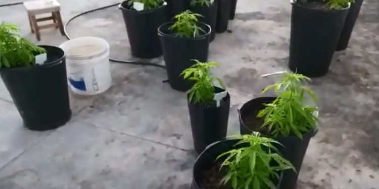 Auditor do TCU que cultivava pés de maconha em cobertura de luxo é preso por tráfico de drogas no DF