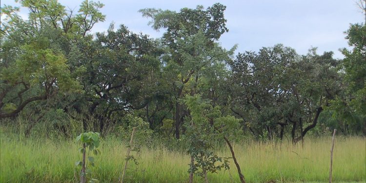 Justiça suspende licença para construções na Quadra 500 do Sudoeste, no DF