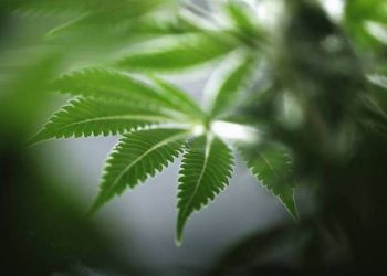Anvisa debate liberar cultivo de maconha para fins medicinais e pesquisa