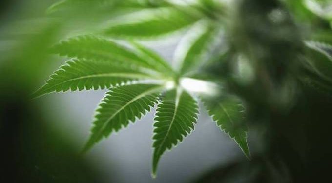 Anvisa debate liberar cultivo de maconha para fins medicinais e pesquisa