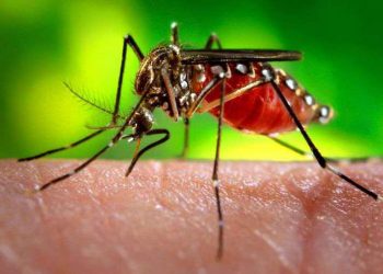 Dengue: número de casos continua a subir no Distrito Federal