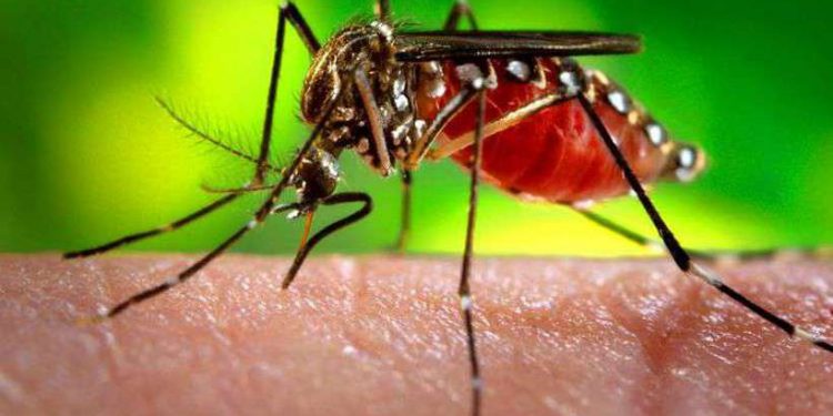 Dengue: número de casos continua a subir no Distrito Federal