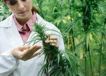 Canabidiol diminui agressividade, diz estudo da USP