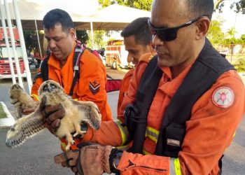 Filhotes de corujas fogem de ninho durante incêndio e são resgatados por bombeiros no DF