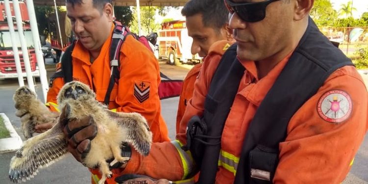Filhotes de corujas fogem de ninho durante incêndio e são resgatados por bombeiros no DF