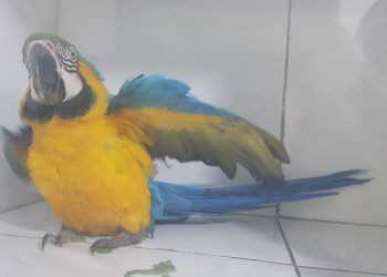 Arara, coruja e até jiboia: animais silvestres são resgatados em áreas urbanas do DF