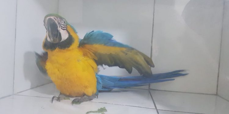 Arara, coruja e até jiboia: animais silvestres são resgatados em áreas urbanas do DF