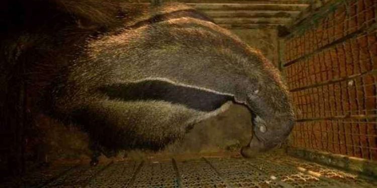 Polícia Ambiental captura tamanduá-bandeira em chácara do Gama