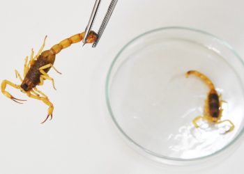 GDF é condenado a indenizar paciente após médica confundir picada de escorpião com pneumonia