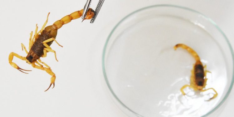 GDF é condenado a indenizar paciente após médica confundir picada de escorpião com pneumonia