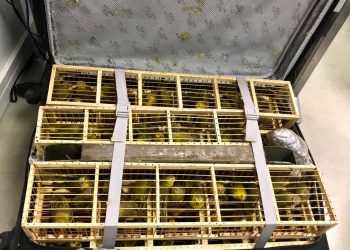 Homem é preso no aeroporto de Brasília com 200 canários em duas malas