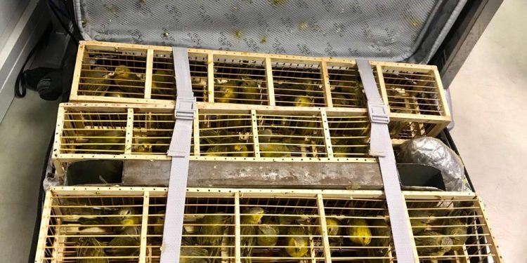 Homem é preso no aeroporto de Brasília com 200 canários em duas malas