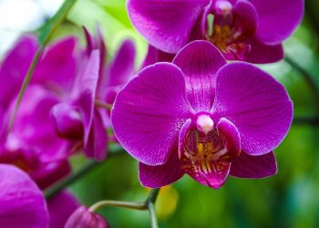 Feira em Brasília reúne mais de cem espécies de orquídeas