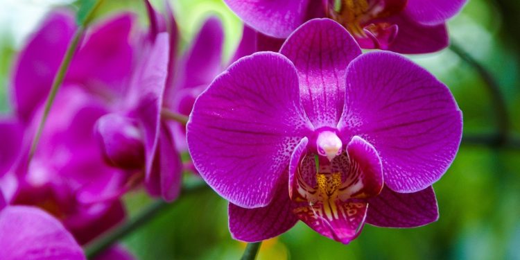 Feira em Brasília reúne mais de cem espécies de orquídeas