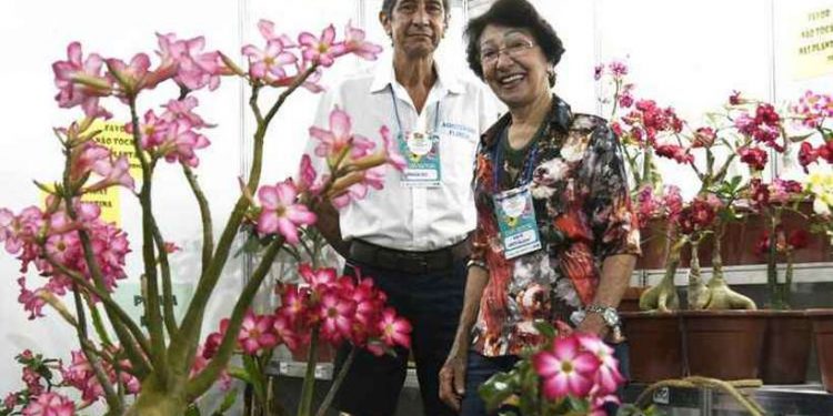 Primavera chega para trazer novas cores (e chuva) para a capital federal