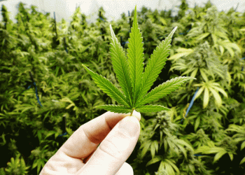 Comissão do Senado vota regulamentação da maconha medicinal