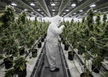 Anvisa adia votação do cultivo de Cannabis para fins medicinais no Brasil