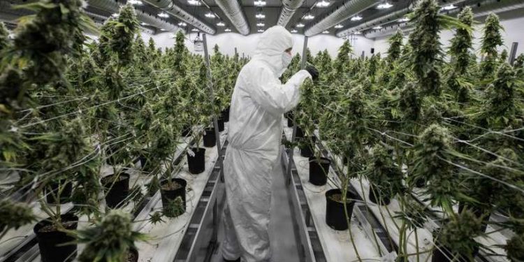 Anvisa adia votação do cultivo de Cannabis para fins medicinais no Brasil
