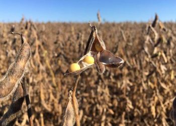 Exportações do agronegócio brasileiro caem quase 4% em setembro