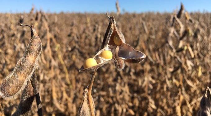 Exportações do agronegócio brasileiro caem quase 4% em setembro