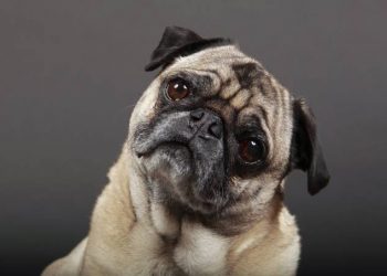 Empresa chinesa se prepara para clonar memórias de animais de estimação