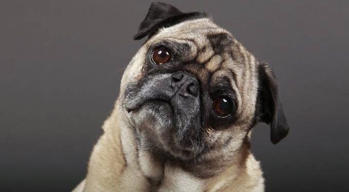 Empresa chinesa se prepara para clonar memórias de animais de estimação