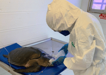 Tartarugas atingidas pelo óleo podem levar meses para voltar para casa