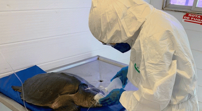 Tartarugas atingidas pelo óleo podem levar meses para voltar para casa